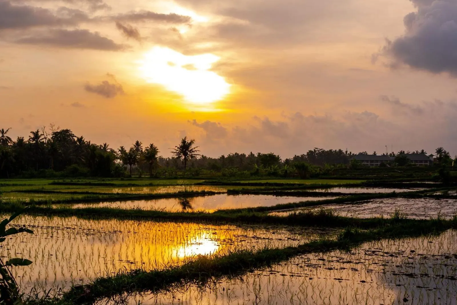 Suga Estate - Rice Field View Villas Ubud  Indonesia